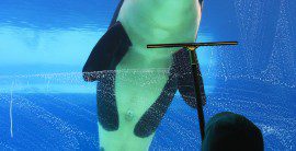 Where the Wild Things Are