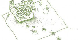 Ants Invade Picnic … Details at 6